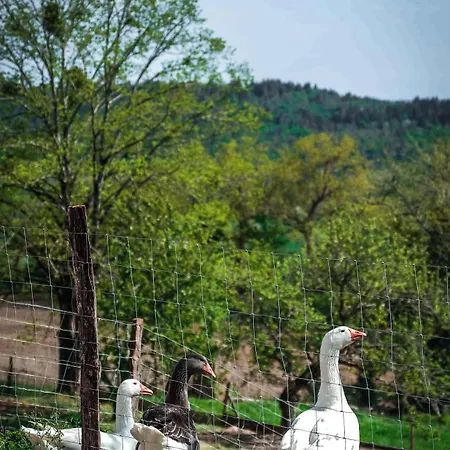 Oda ve Kahvaltı Les Bastides De Roquemaure Roquemaure (Tarn)